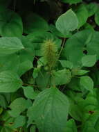 Image de Acalypha alopecuroidea Jacq.