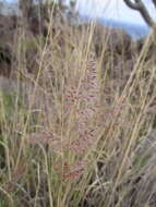 Image of Tricholaena teneriffae (L. fil.) Link