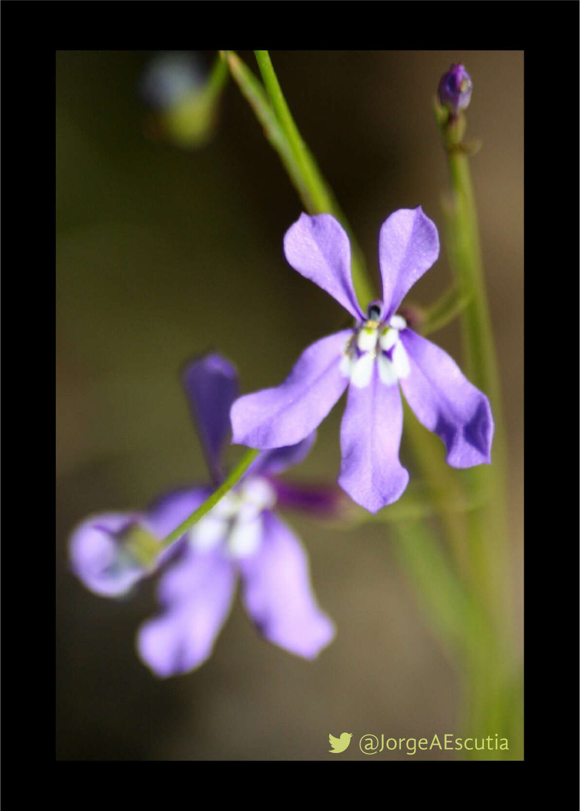 Image of Diastatea tenera (A. Gray) McVaugh