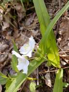 Tradescantia ozarkana E. S. Anderson & Woodson的圖片