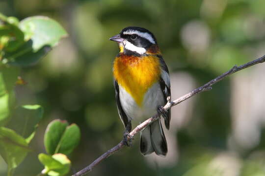 صورة Spindalis zena townsendi Ridgway 1887