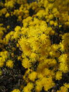 Image of Acacia sulcata var. platyphylla Maiden & Blakely