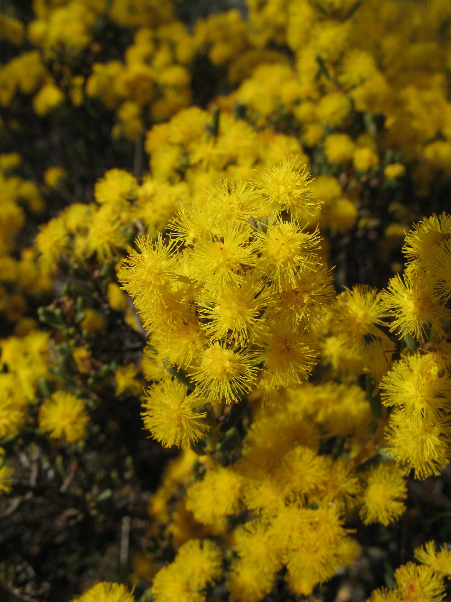 Image of Acacia sulcata var. platyphylla Maiden & Blakely