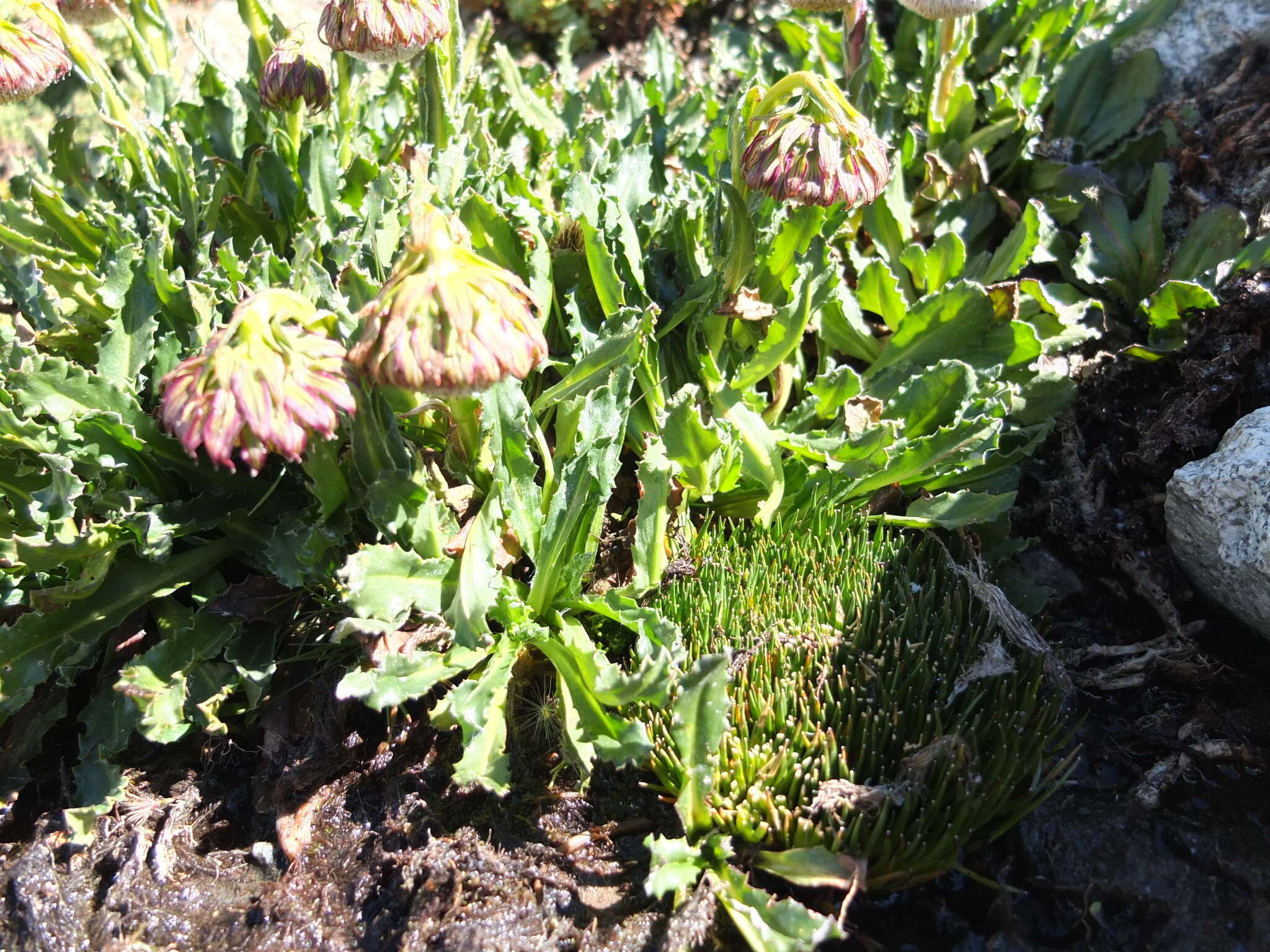 Image of Culcitium serratifolium Meyen & Walp.