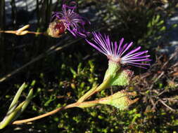 Imagem de Erepsia aspera (Haw.) L. Bol.