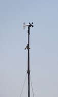 Image of American Kestrel