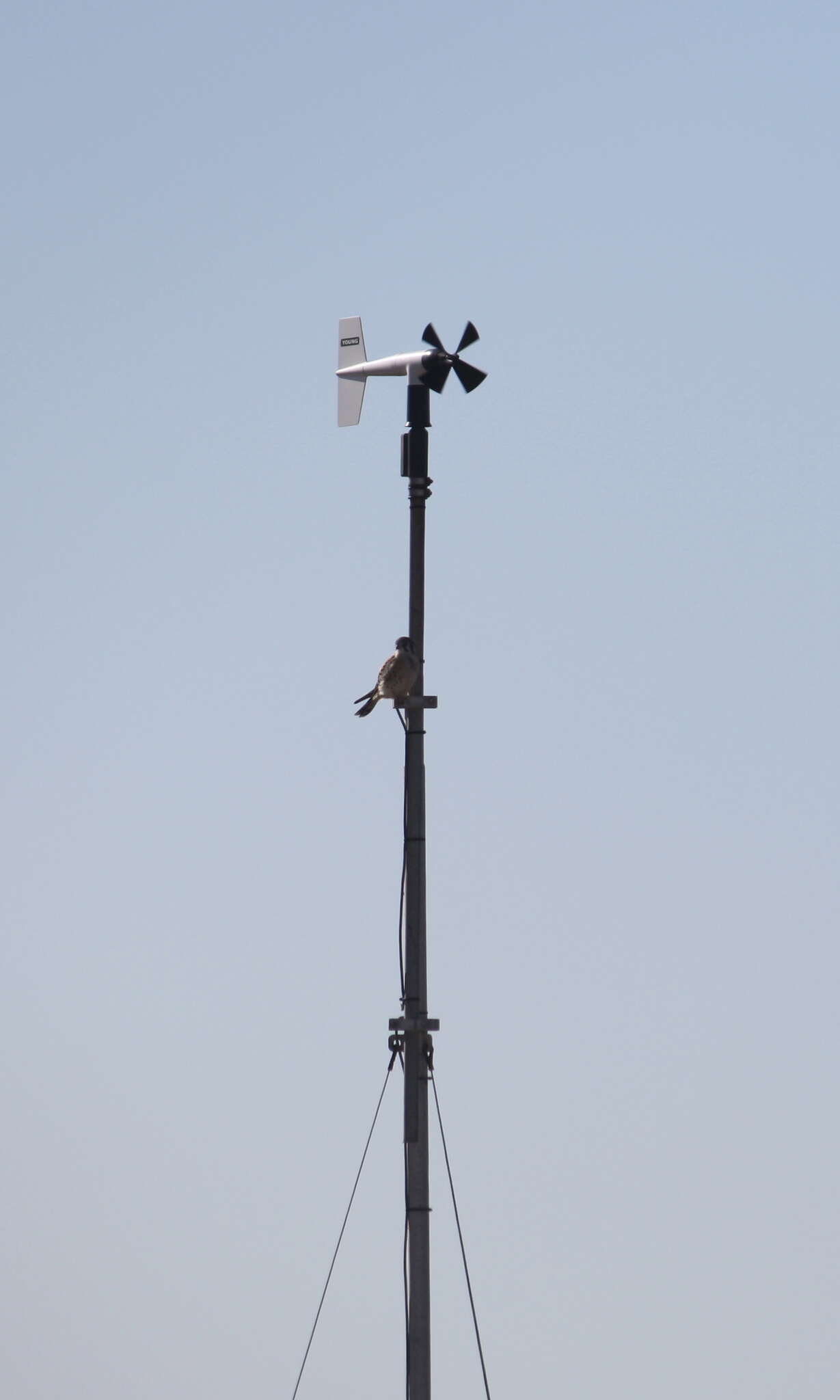 Image of American Kestrel