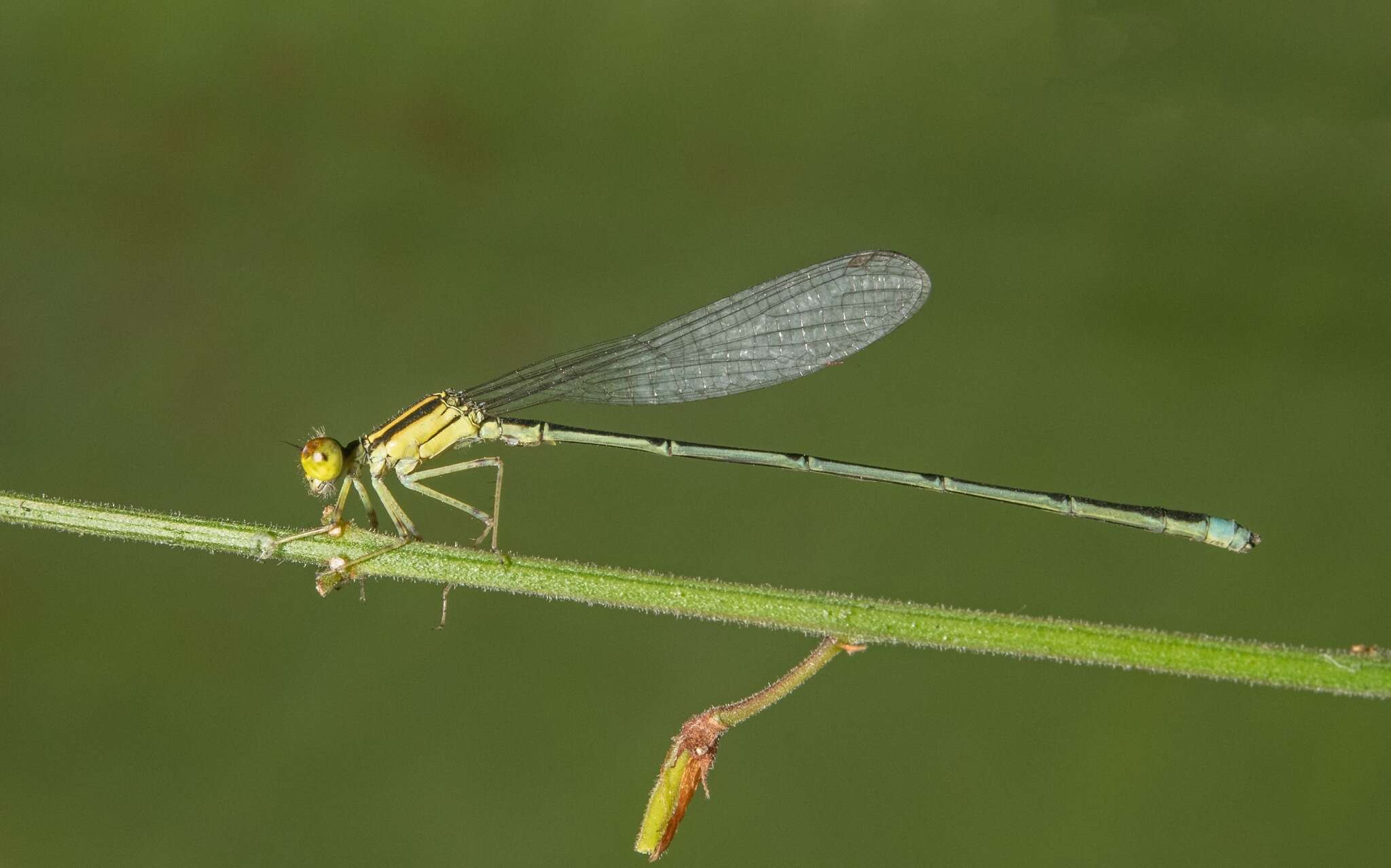 Image of Enallagma sulcatum Williamson 1922