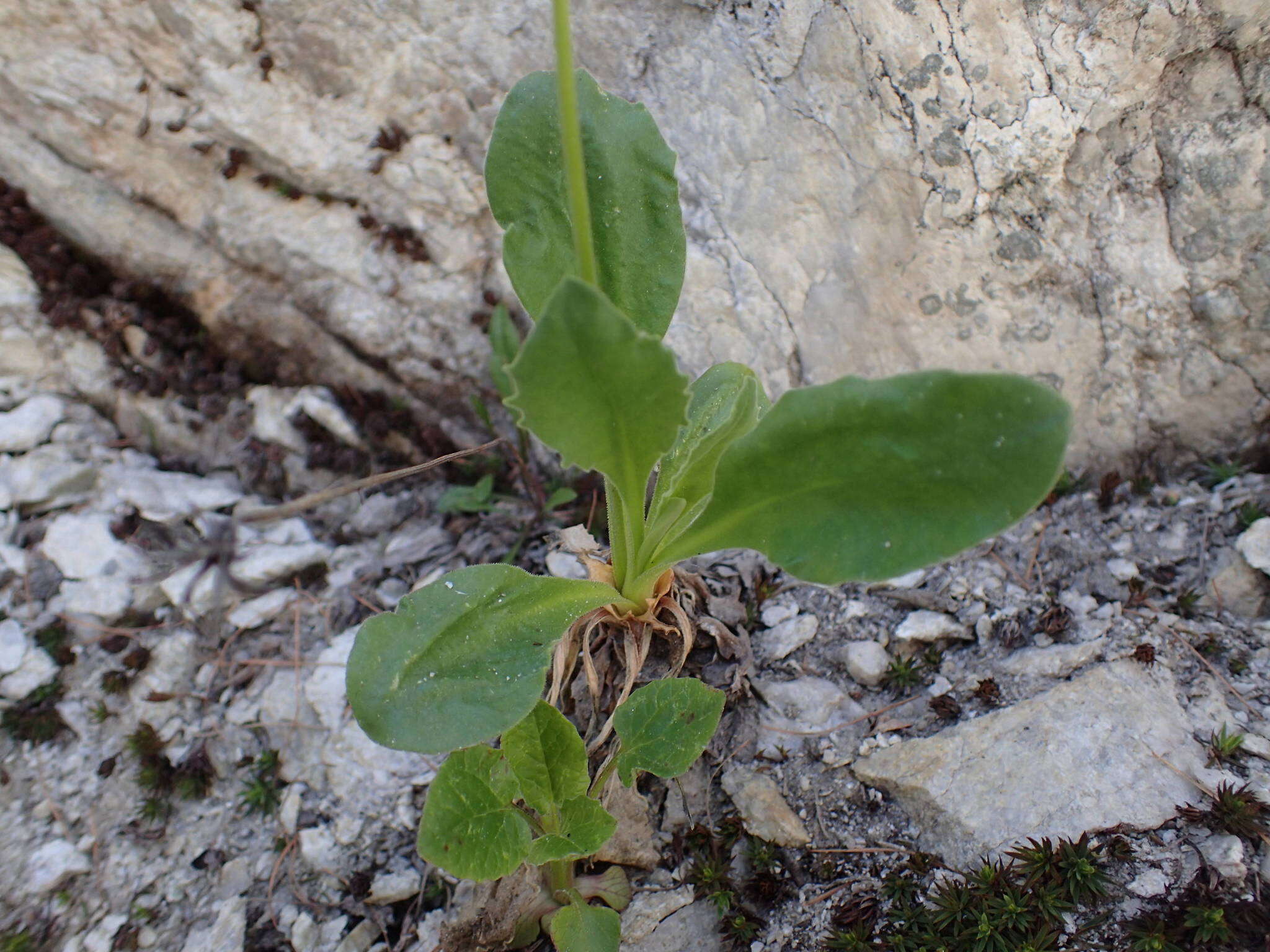 Primula latifolia subsp. graveolens (Hegetschw.) Rouy resmi