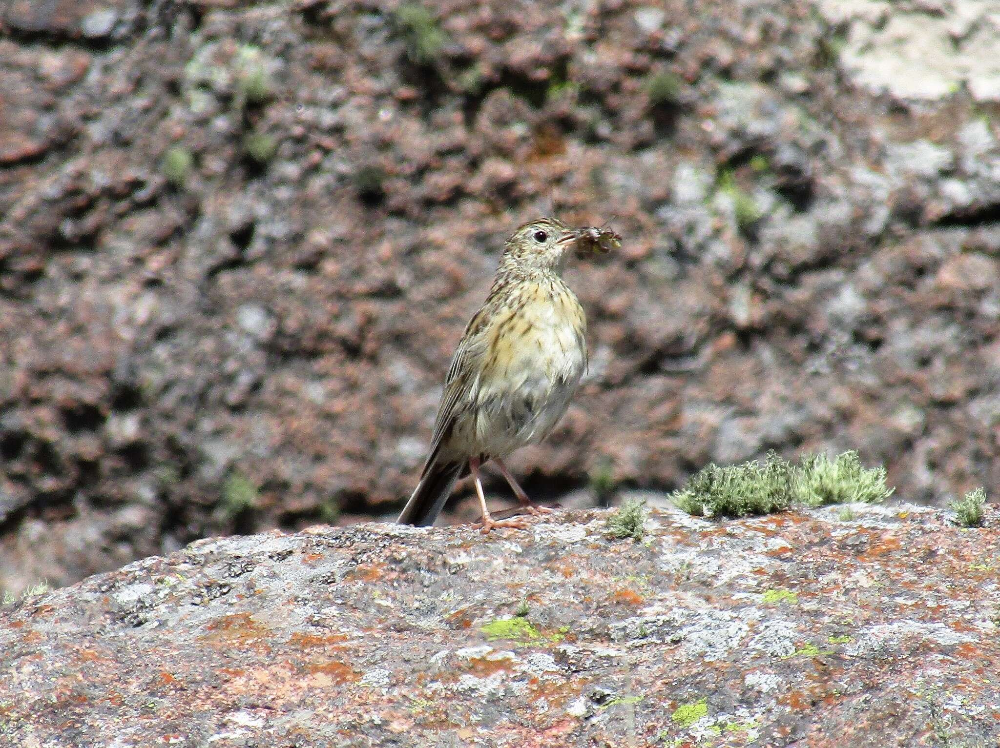 Image of Hellmayr's Pipit