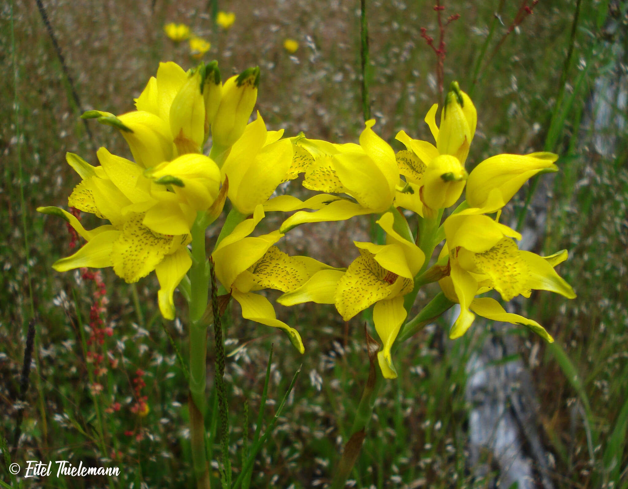 Image de Chloraea lamellata Lindl.