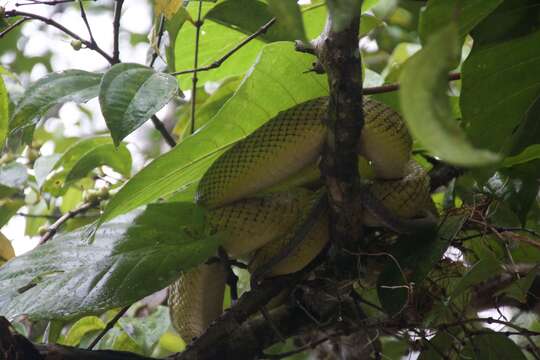 Plancia ëd Gonyosoma oxycephalum (F. Boie 1827)