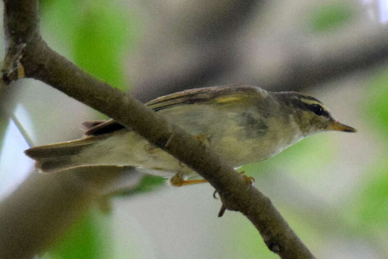 Imagem de Phylloscopus borealis (Blasius & JH 1858)