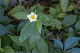 Image of Sida ulmifolia Mill.