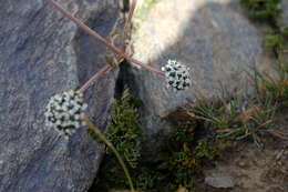 Image of Hymenidium nanum (Rupr.) M. G. Pimenov & E. V. Kljuykov