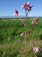 Poacynum lancifolium (Russanov) Mavrodiev, Laktionov & Yu. E. Alexeev的圖片