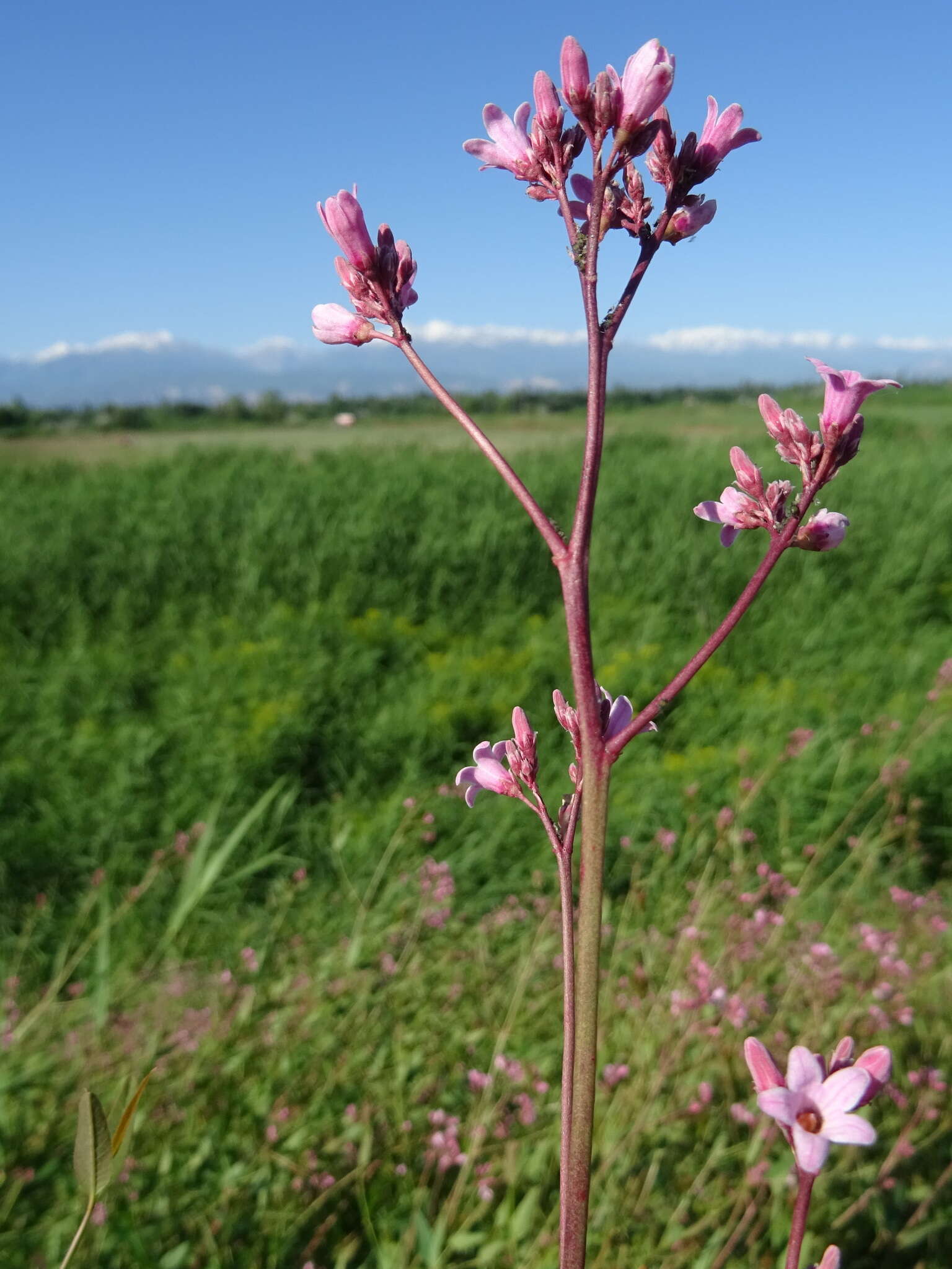 Poacynum lancifolium (Russanov) Mavrodiev, Laktionov & Yu. E. Alexeev的圖片