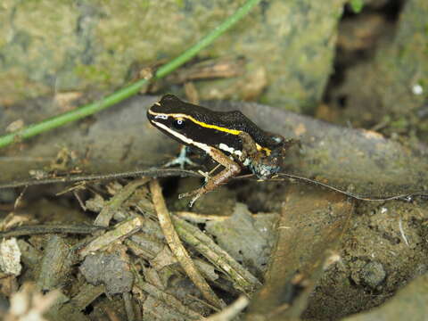 Image of Spot-legged Poison Frog