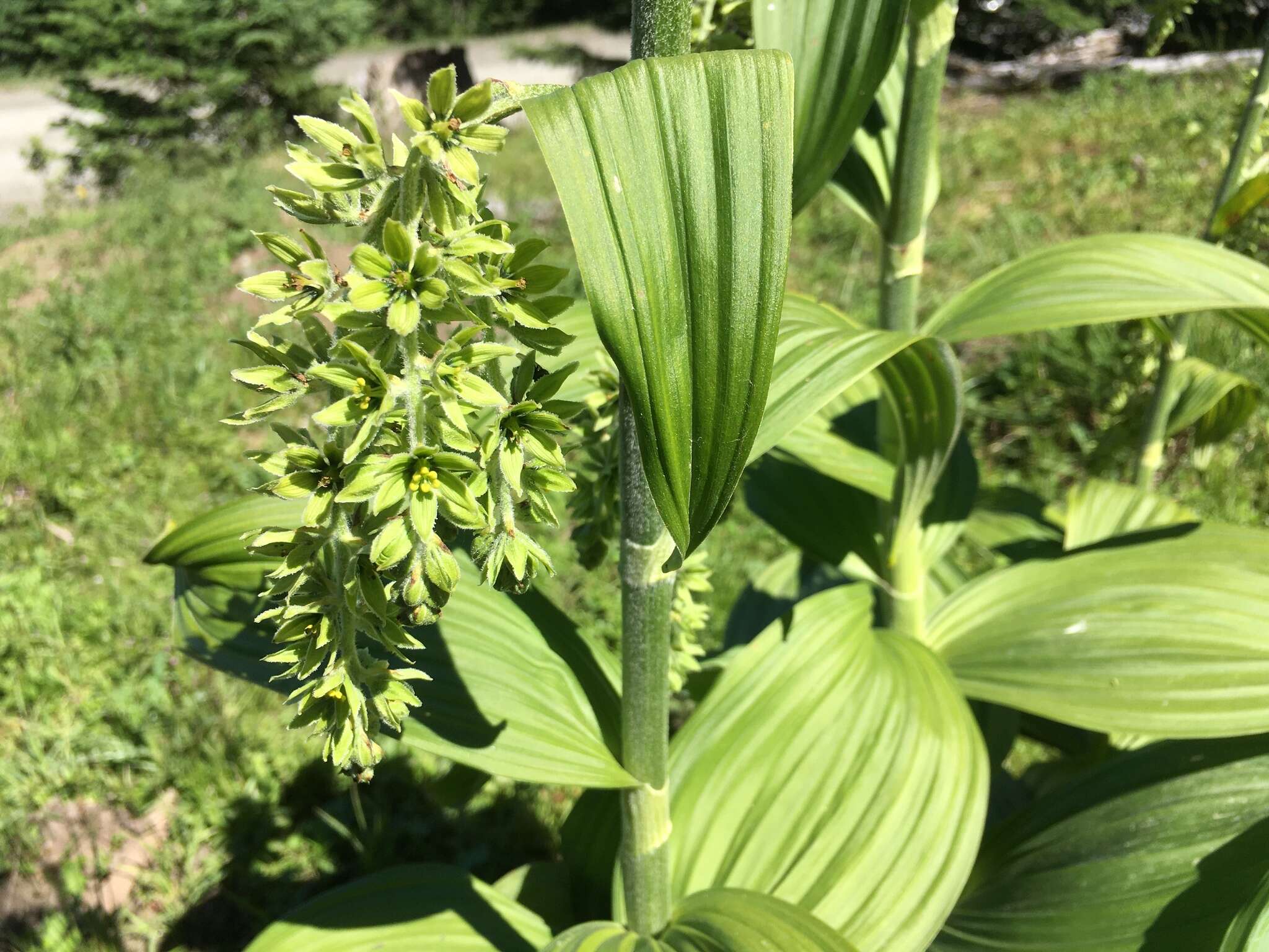 Image of False Green Hellebore