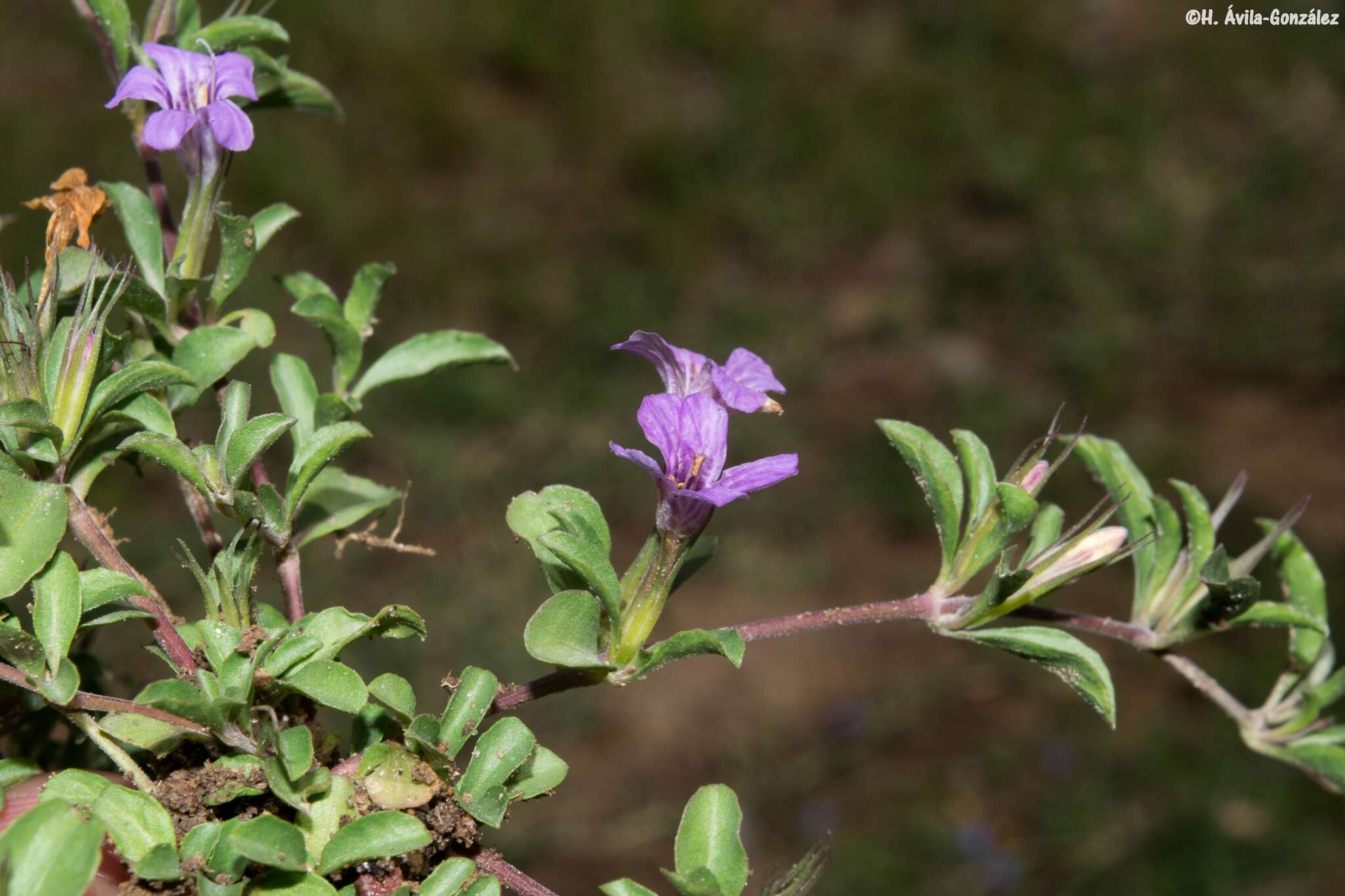 Sivun Dyschoriste decumbens (A. Gray) Kuntze kuva