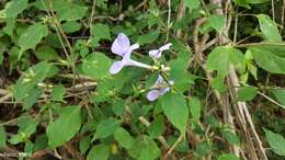 صورة Barleria phillyreifolia Baker