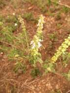 Image de Ocimum americanum var. americanum