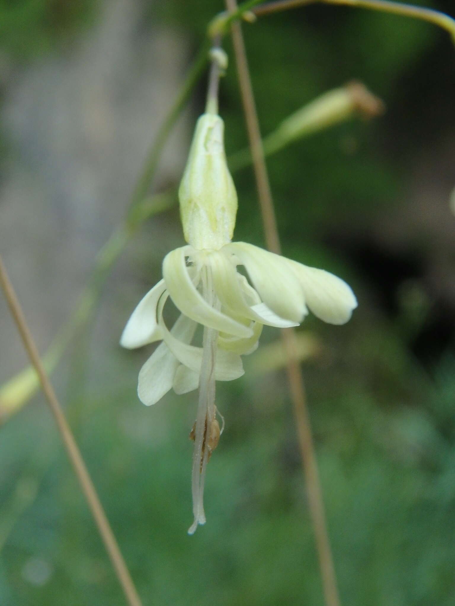 Image de Silene saxatilis Sims