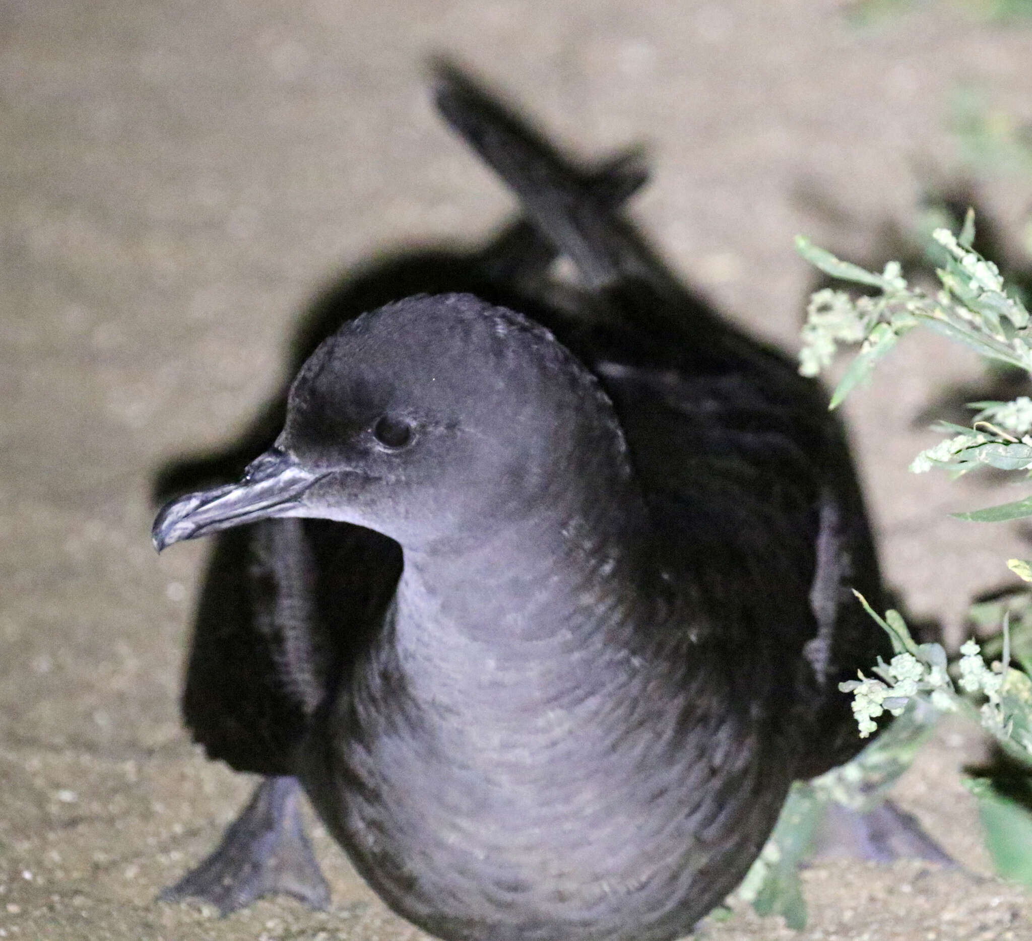 Image of Short-tailed Shearwater