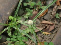 Слика од Cyperus brevifolius (Rottb.) Hassk.