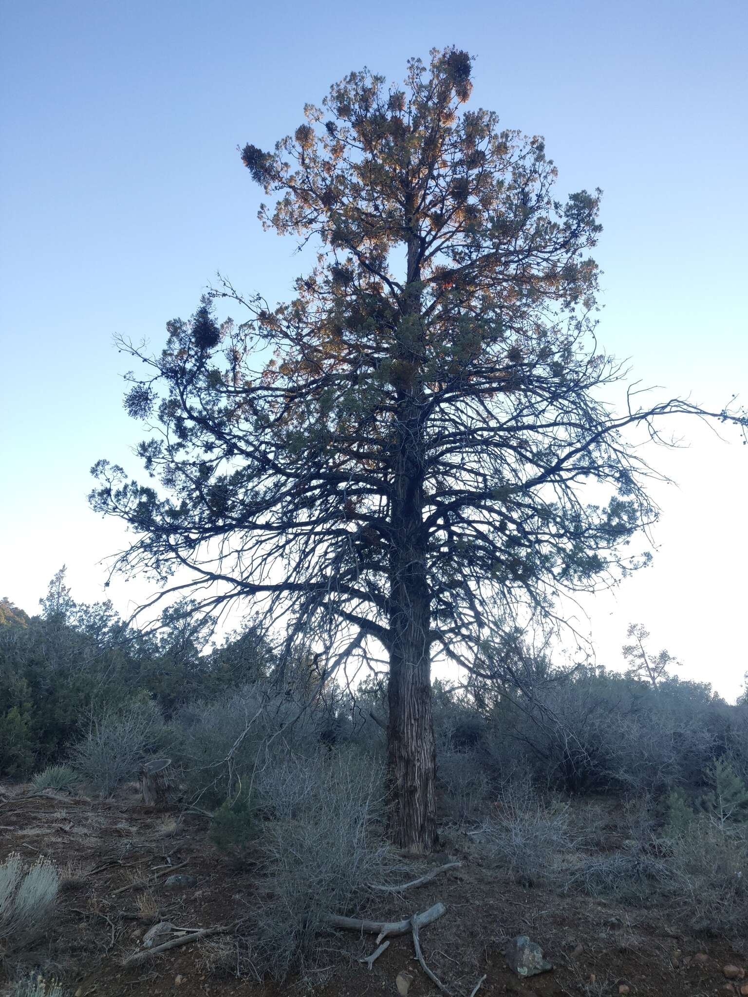 Cupressus arizonica var. nevadensis (Abrams) Little resmi