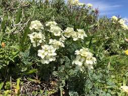 Image of Erysimum concinnum Eastw.