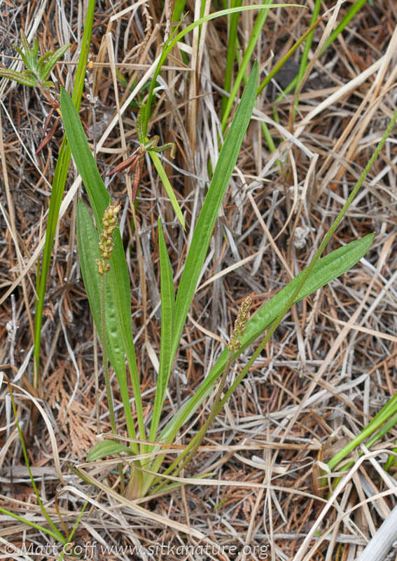 Plantago macrocarpa Cham. & Schltdl. resmi