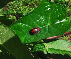 Image of Chelymorpha areata (Erichson 1847)