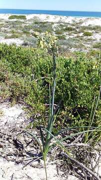 Image de Albuca grandis J. C. Manning & Goldblatt