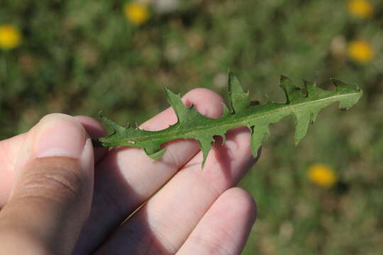 Image of Rock dandelion