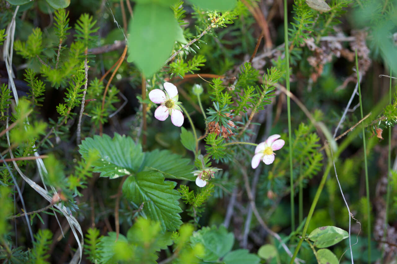 Image of Hautbois Strawberry