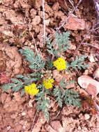 Plancia ëd Aulospermum longipes (S. Wats.) Coult. & Rose