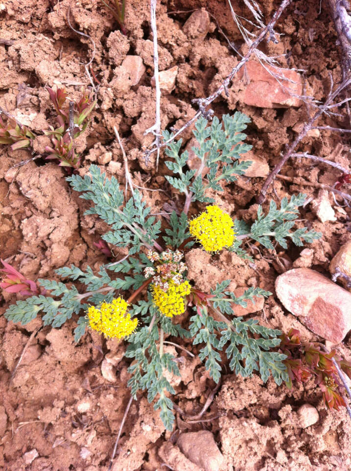 Plancia ëd Aulospermum longipes (S. Wats.) Coult. & Rose