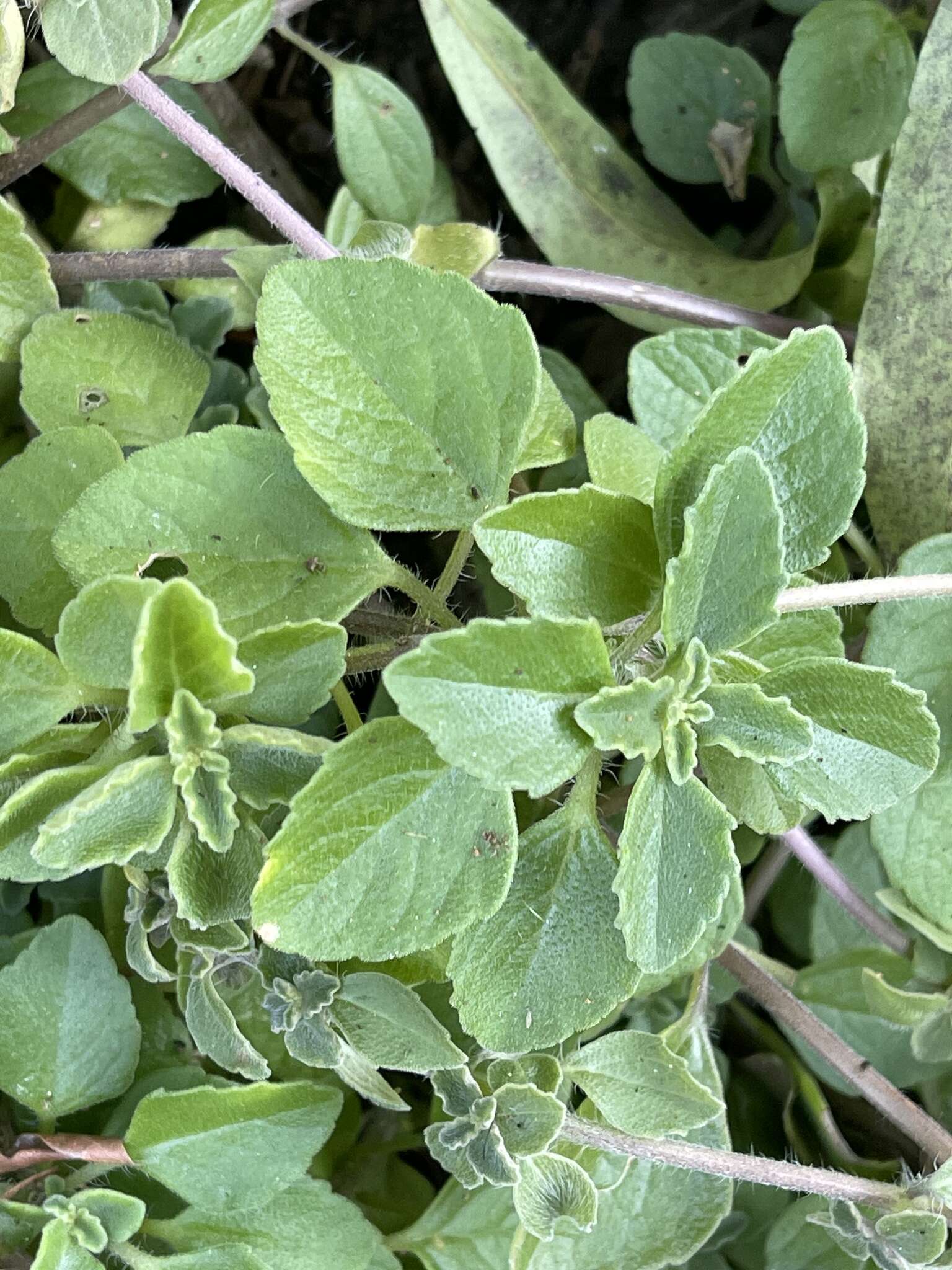 Image of Plectranthus lasianthus (Gürke) Vollesen