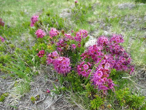 Image of purple mountainheath