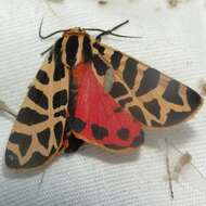 Image of Grammia geneura incorrupta Edwards 1881