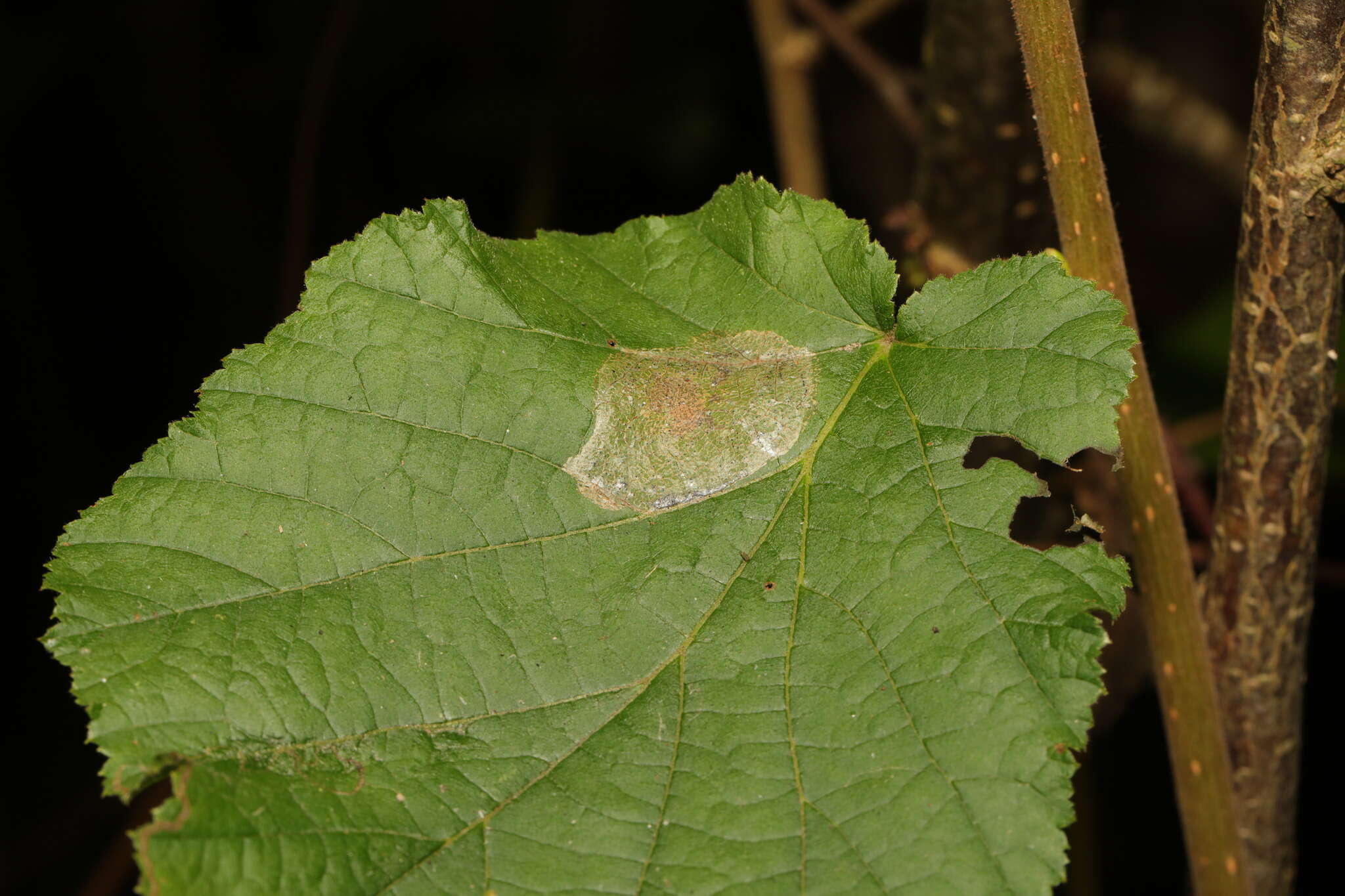 Image de Phyllonorycter coryli (Nicelli 1851)