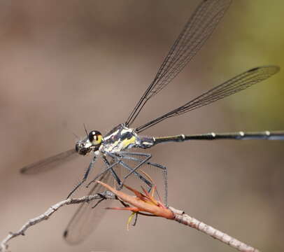 Image of Sydney flatwing