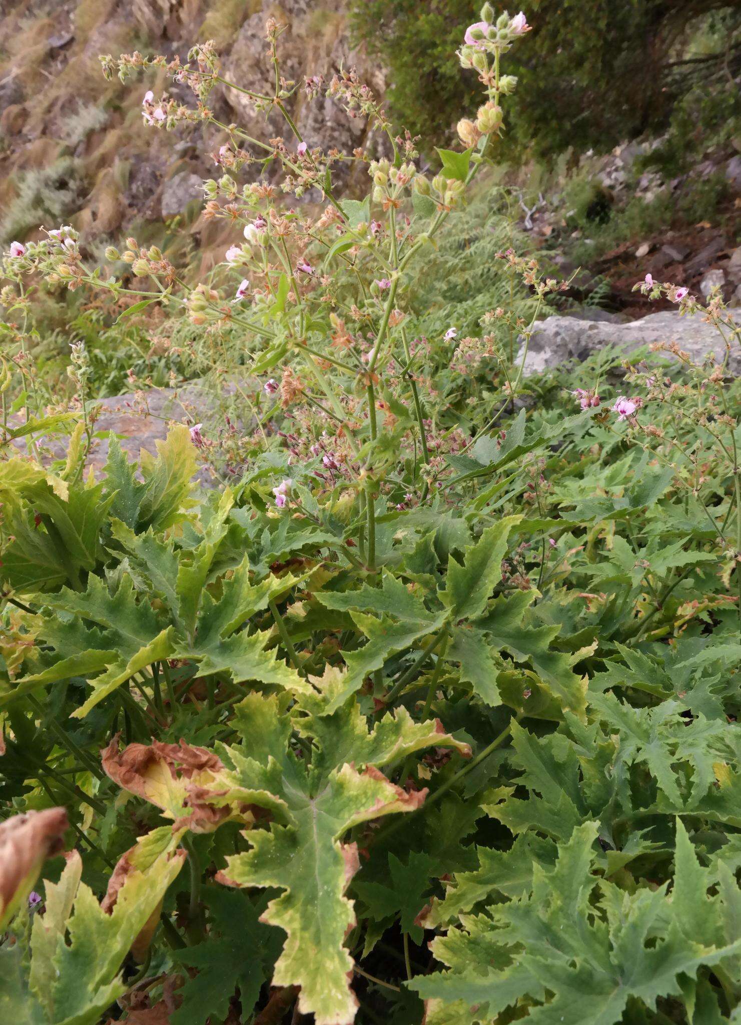 Image of Pelargonium hispidum (L. fil.) Willd.