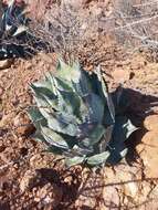 Image of Agave colorata Gentry
