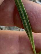 Image of Helianthus devernii Draper