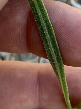 Image of Helianthus devernii Draper