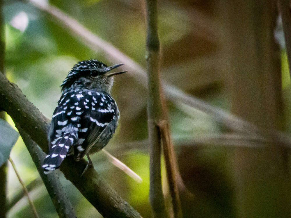 Image of Scaled Antbird