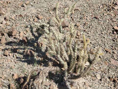 Image of buckhorn cholla