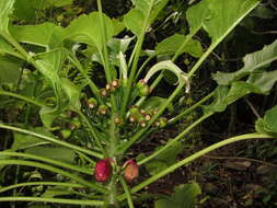 Image of Delissea waianaeensis Lammers